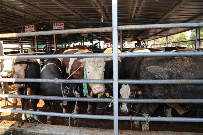 Aksaray´da kurban kesim yerleri belirlendi