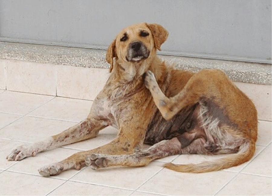 Sultanhanı ilçesi uyuz hastalığı tehdidi altında