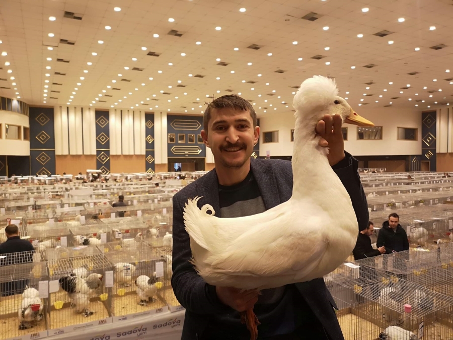 Kümes hayvanları güzellikte yarıştı