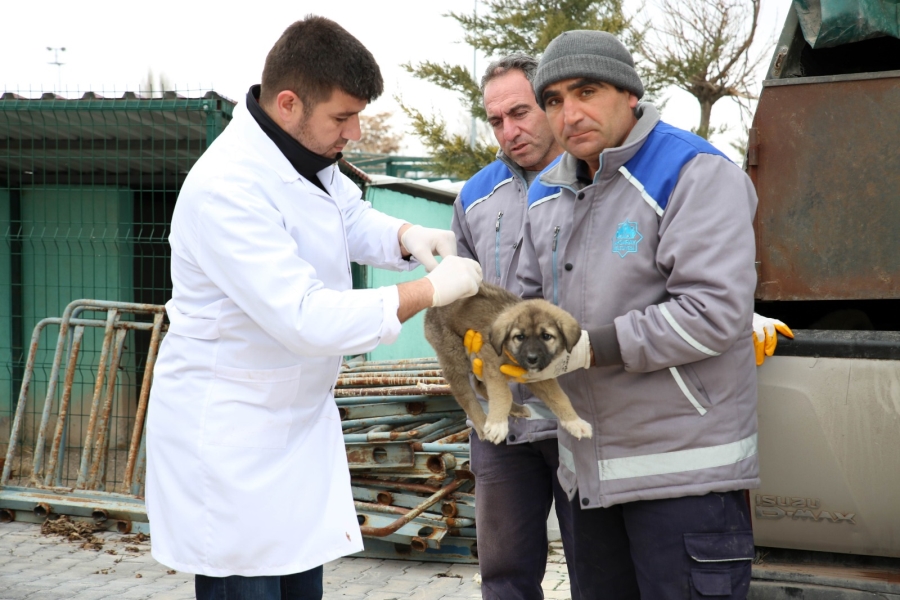 Ölüme terk edilen yavru patiler sıcak yuvalarına kavuştu