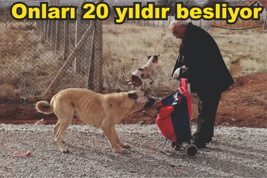 20 yıldır sokak hayvanlarını besliyor