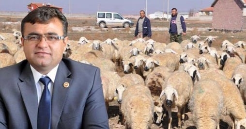 Anaç koyun keçi destekleme başvuruları başladı