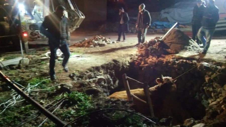 Foseptik çukuruna düşen gebe inek kurtarıldı