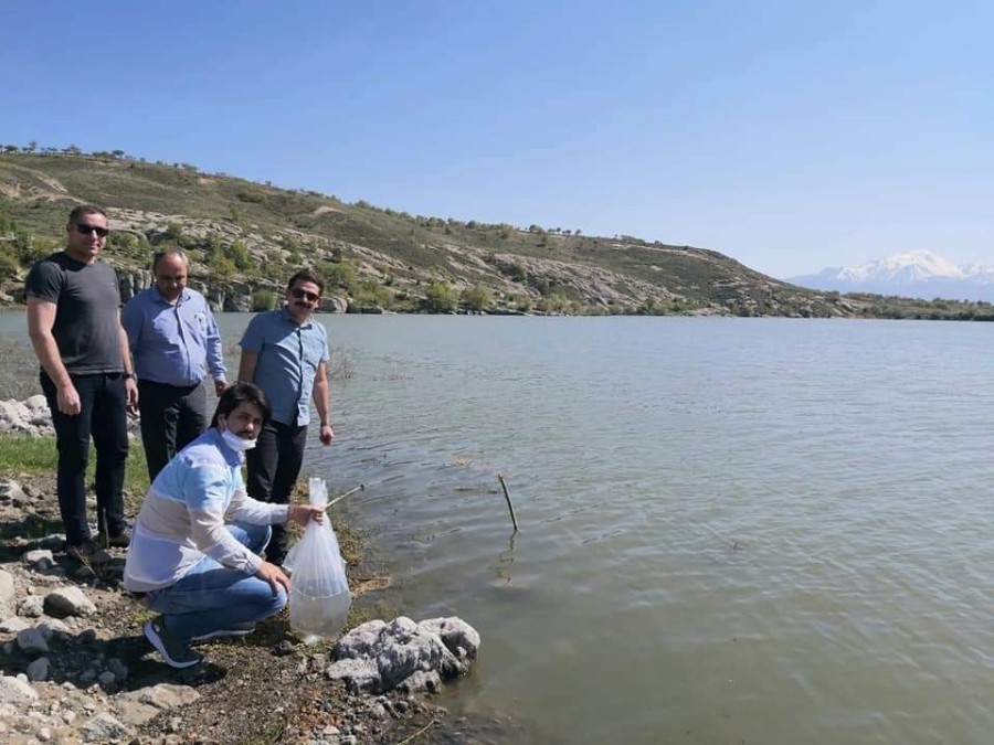 Güzelyurt Göletine 5 Bin Adet Aynalı Sazan Bırakıldı