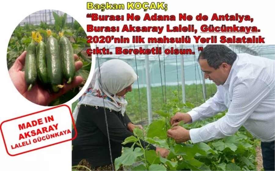 Aksaray Yerli Salatalığı Piyasada