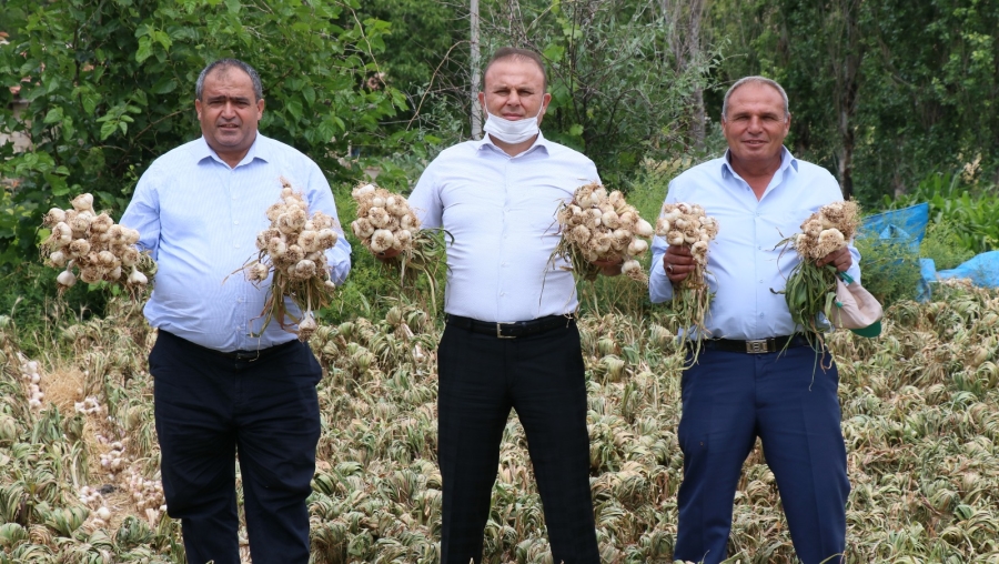 Rusya’nın korona ve antibiyotik sarımsağı Aksaray’dan