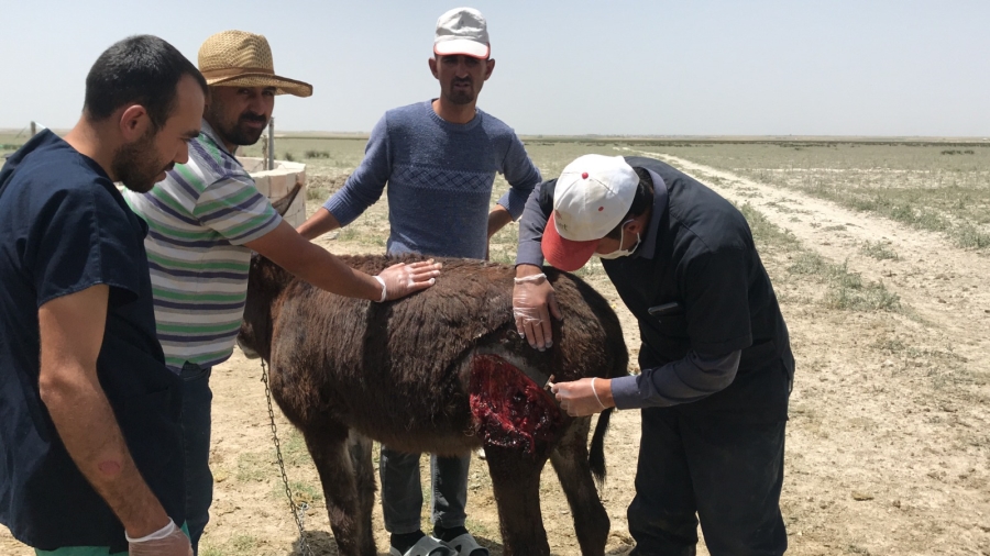Köpeklerin saldırısında yaralanan eşek tedavi altına alındı