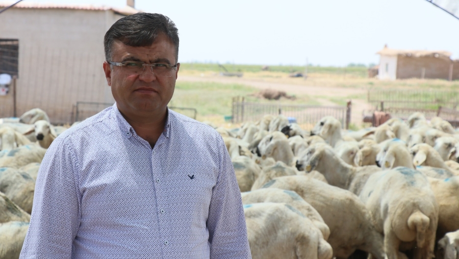 Aksaray’da hayvan aşılaması verimliliği artırdı, hayvan atığını düşürdü