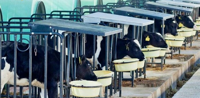 Aksaray pilot bölge belirlendi!Küçük aile işletmelerine yem desteği verilecek