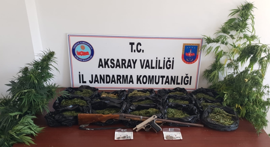 Kenevir yetiştiricileri ve kubar esrar satıcılarına jandarma darbesi