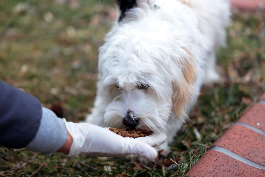 Sokak hayvanlarının mama ve barınma ihtiyacı karşılanıyor, tedavileri gerçekleştiriliyor