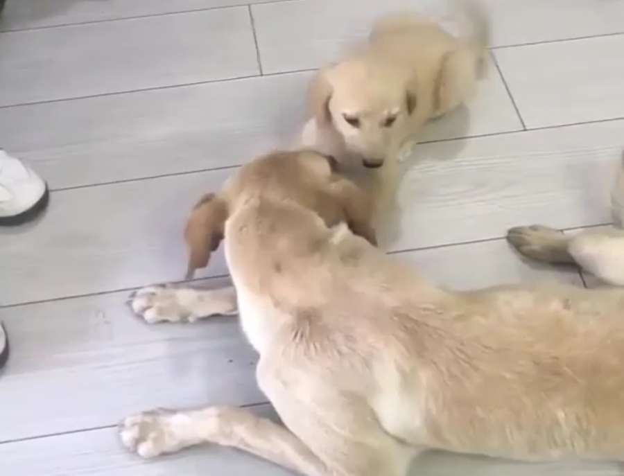 Anne köpek yavrusu için çırpındı,yardımına hayvansever sürücü yetişti 