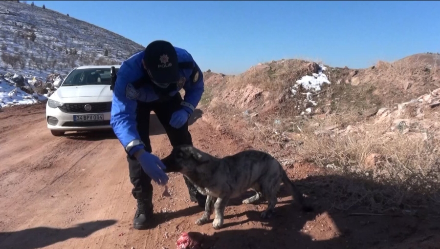 HAYDİ polisleri, sokak hayvanlarına sahip çıkıyor