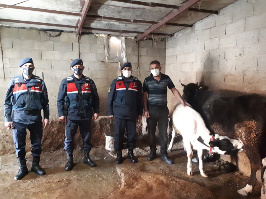 Jandarma kaybolan hayvanları sahiplerine teslim etti