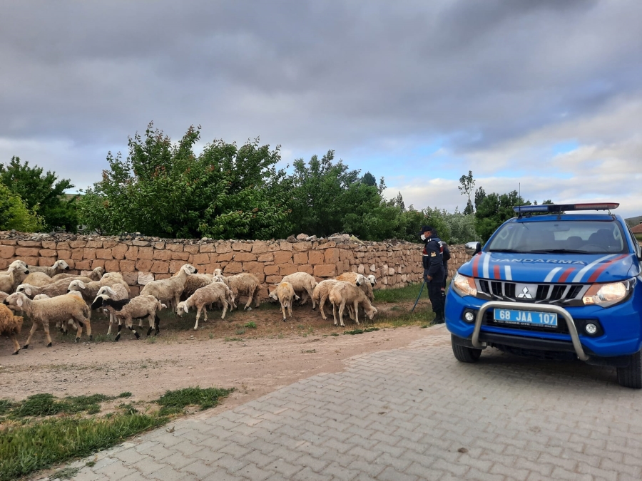 Kayıp koyunları jandarma buldu