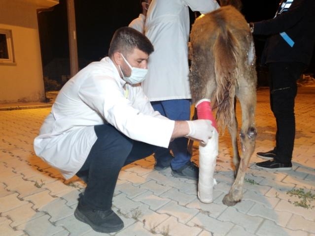 Çiftçinin tarlasında bulduğu yaralı tay tedavi altına alındı
