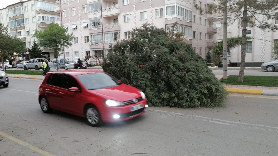 Şiddetli fırtına ağacı devirdi