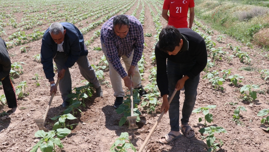 Tarımsal üretim hızlı devam ediyor