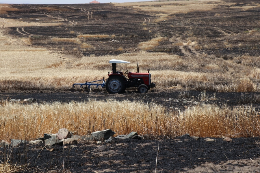 250 dönüm arpa tarlası yanarak kül oldu