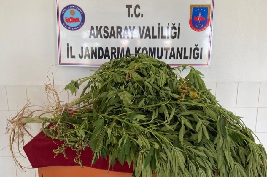 Eskil ilçesinde evinin bahçesinde kenevir yetiştiren şahıs gözaltına alındı