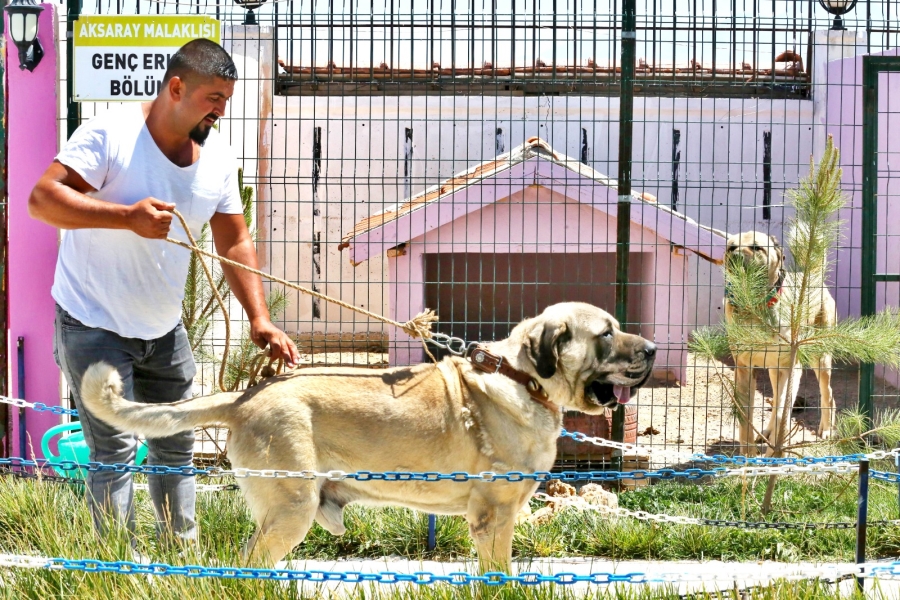 Ünlü köpek yetiştiricisi Tunçbeden: Kuzey ile şampiyon olacağız