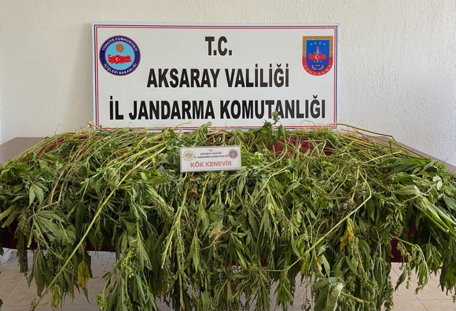 Eskil ilçesinde evinin bahçesinde kenevir yetiştiren şahıs gözaltına alındı