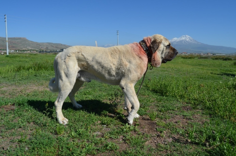 Malaklı köpekleri bilimsel bir disiplin içinde araştırılacak