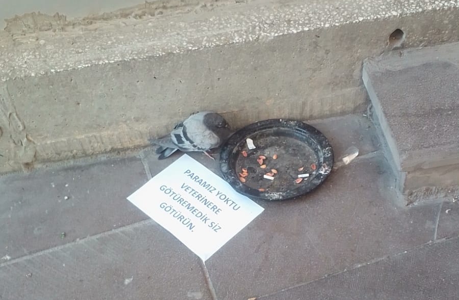 Yaralı güvercini Vali Aydoğdu tedavi ettirdi