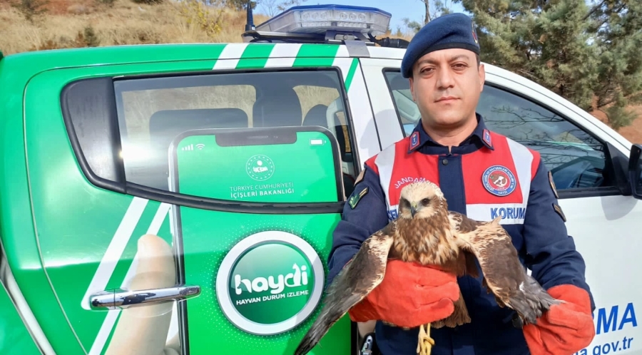 Bitkin halde bulunan Doğan kuşu koruma altına alındı 