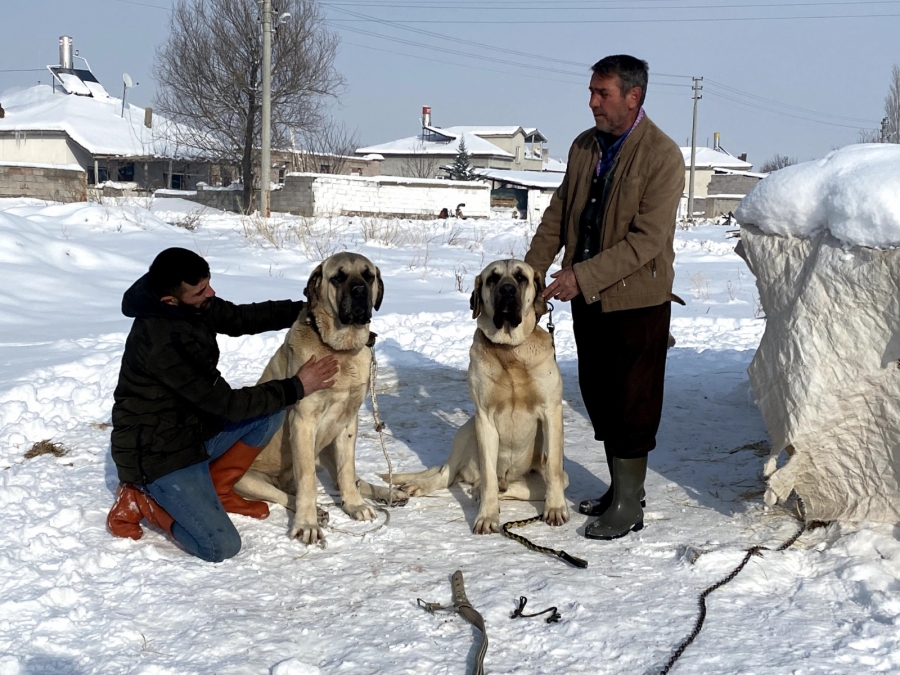 Aksaray malaklı köpeklerinin şaşırtan özelliği