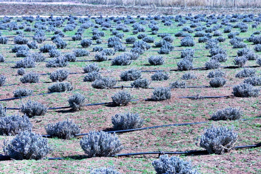 Aksaray Lavanta Kokacak
