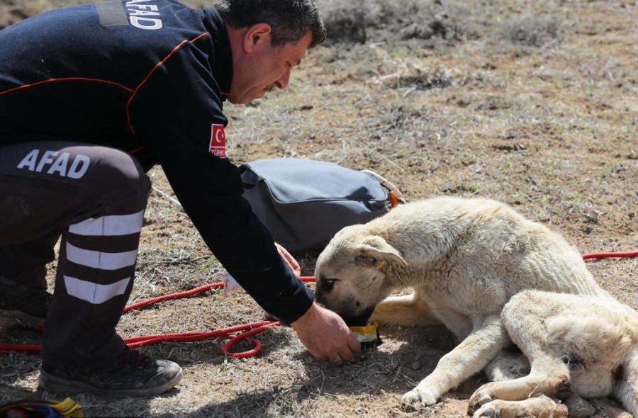 Aksaray’da kuyuya düşen köpeği AFAD ekipleri kurtardı