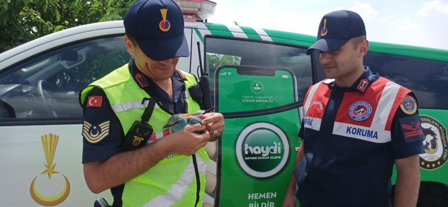Yaralı gökkuzgun kuşu koruma altına alındı