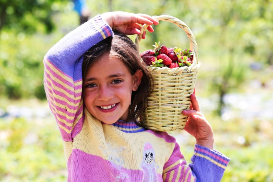 Aksaray çileği marka oluyor