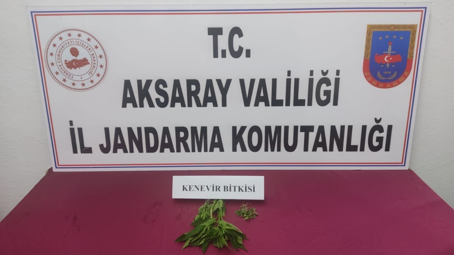 Uzunkaya köyünde bahçesinde yasadışı kenevir yetiştiren 1 kişi gözaltına alındı 