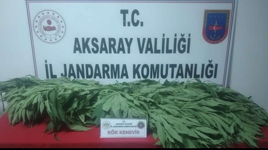 Bahçesinde kenevir yetiştiren şüpheli yakalandı