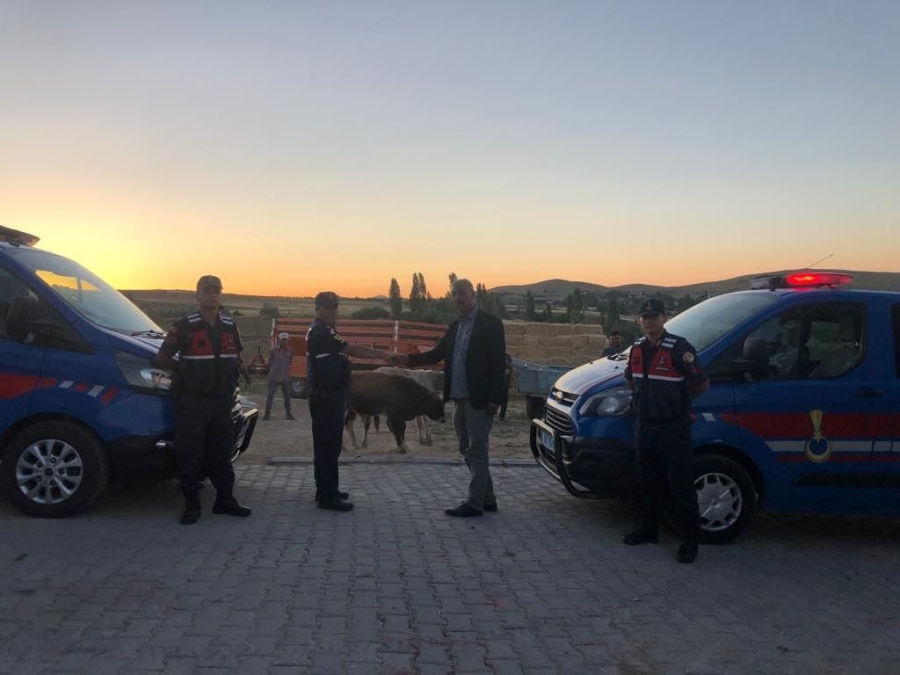Çalınan büyükbaş hayvanları jandarma buldu
