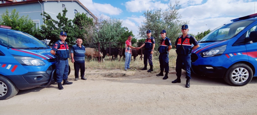 Jandarma kaybolan hayvanları drone ile bulup sahibine teslim etti