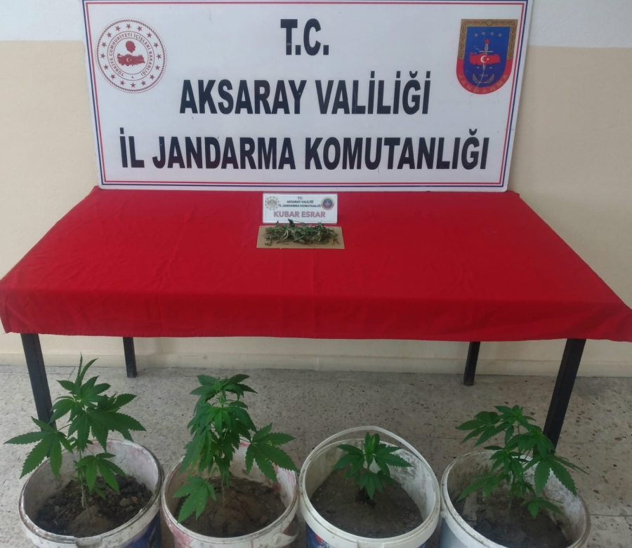 Bahçesine yasadışı kenevir ekimi yapan şahıs gözaltına alındı 