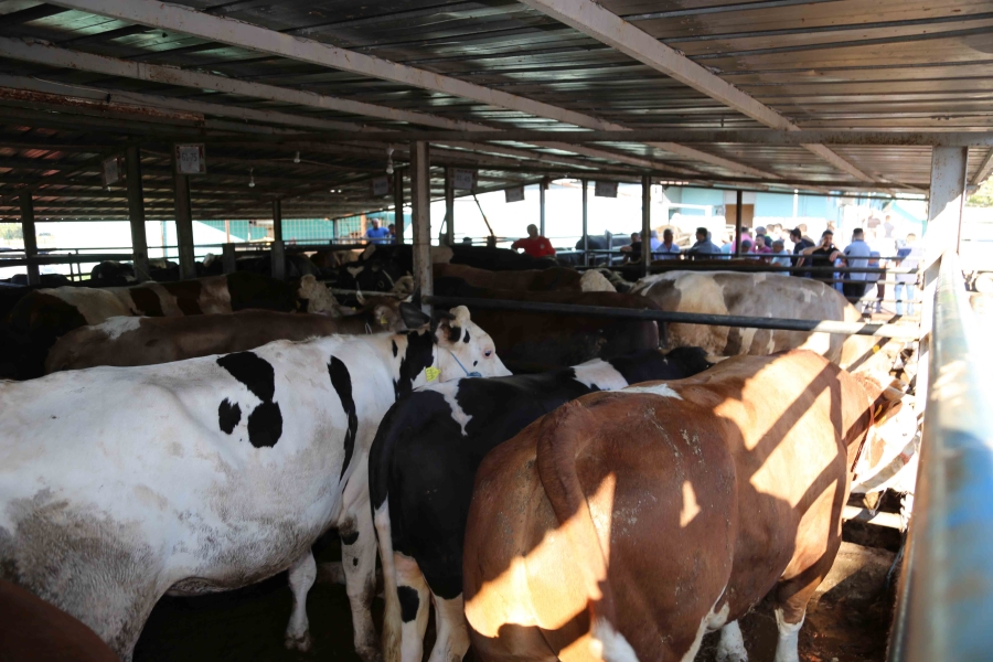 Aksaray Belediyesi kurban bayramında tedbirleri en üst seviyede tutacak 