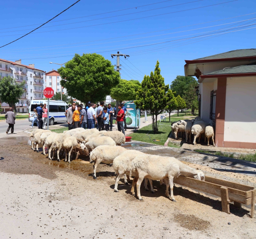 Hayvan pazarı dışında kurbanlık satışı yapanlara yasal işlem uygulanıyor 