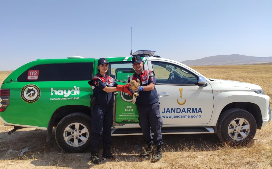 Yaralı Kızıl Şahin tedavi altına alındı 