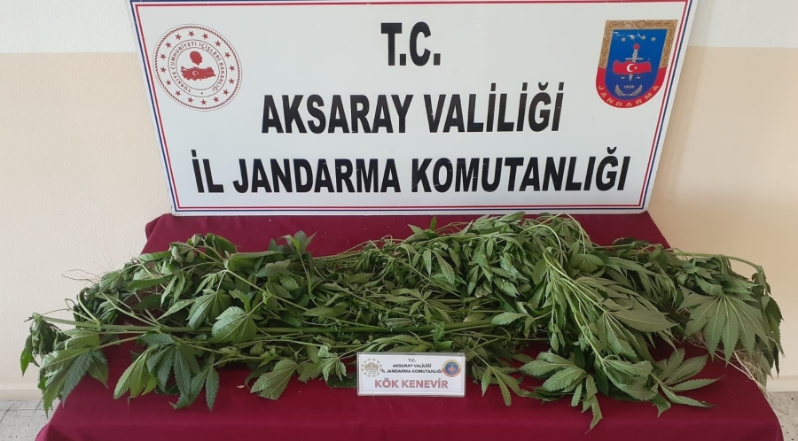 Gülağaç ilçesinde yasadışı kenevir eken şahıs gözaltına alındı 