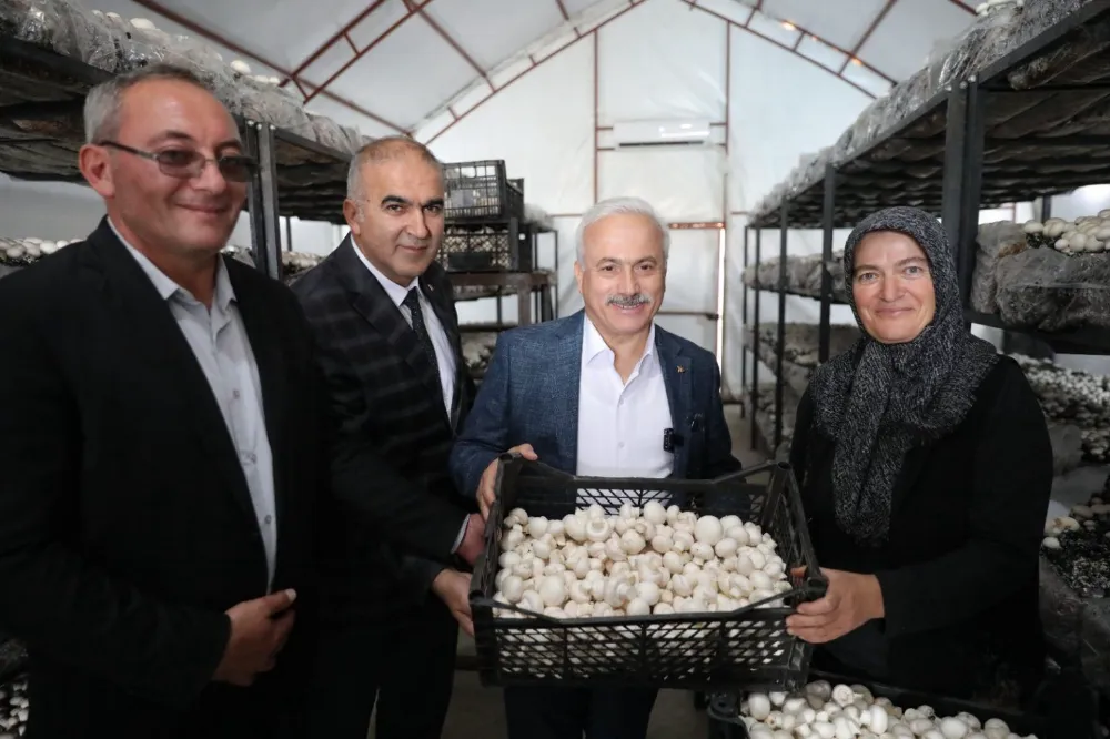 112 metrekare alanda kurdukları mantar serasında 22 ton mantar üretiyorlar