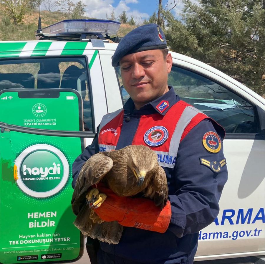 Kanadı kırık yaralı kartal