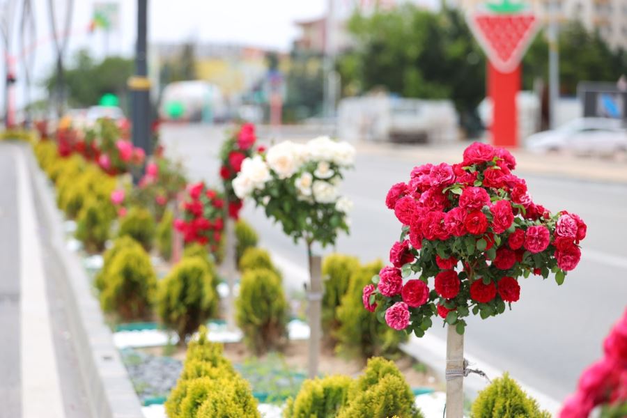 Aksaray çiçek açtı 