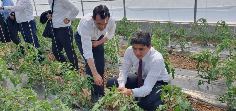 Gülağaç Ovası örtü altı yetiştiriciliği ile tanıştı