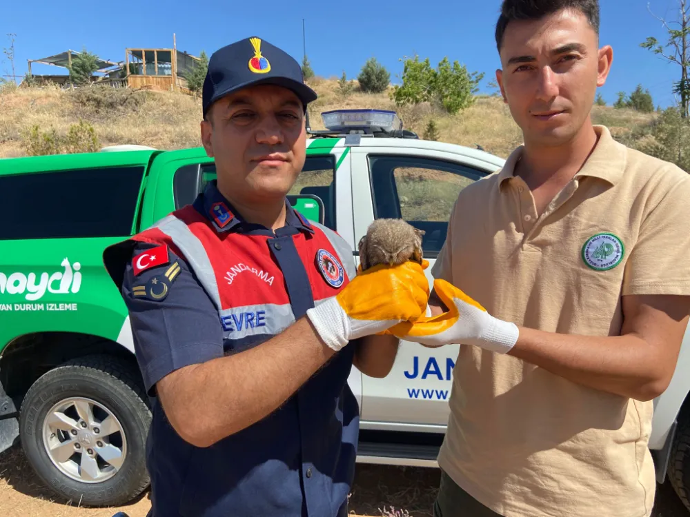 Yorgun düşen baykuş korumaya alındı 