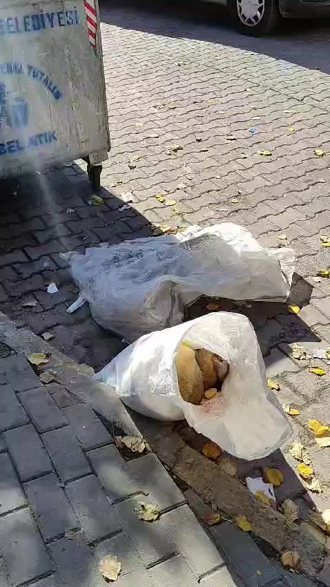 İstanbul - Avcılar’da çuval içinde çöpe atılmış 2 ölü köpek bulundu 