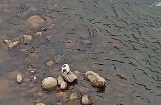  Derede mahsur kalan kedi balıkçı kepçesiyle kurtarıldı